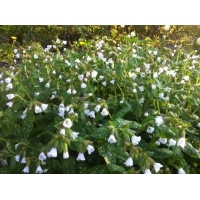 Pulmonaria officinalis'Sissinghurst White' 