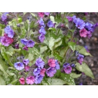 Pulmonaria'Smokey Blue'