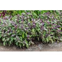 Salvia officinalis'Purpurescens'