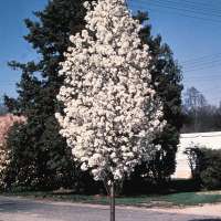 Pyrus calleryana'Red Spire' 