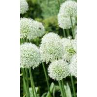 Allium'Mont Blanc'