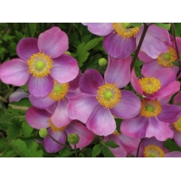 Anemone hupehensis'Pretty Lady Susan' 