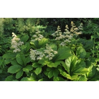 Rodgersia aesculifolia 