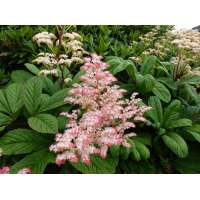 Rodgersia pinnata 