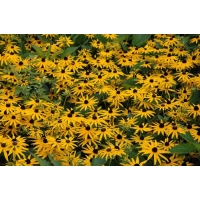 Rudbeckia fulgida'Goldsturm' 