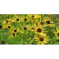 Rudbeckia subtomentosa'Henry Eilers'