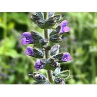 Salvia'Feathers Peacock'