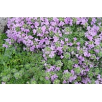 Thymus'Elfin'