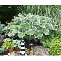 Hosta'Sagae' 