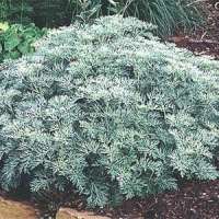 Artemisia'Powis Castle'