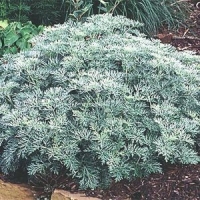 Artemisia'Powis Castle' 