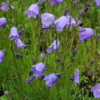 Campanula rotundifolia'Olympica'