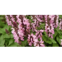 Salvia nemerosa'Sensation Rose'