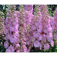 Delphinium'Strawberry Fair' 