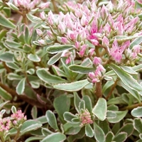 Sedum spurium'Variegata'