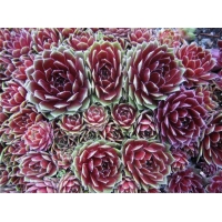 Sempervivum'Commander Hay'