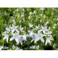 Campanula poscharskyana'E.H.Frost' 