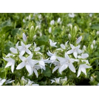 Campanula poscharskyana'E.H.Frost' 