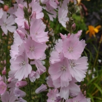 Sidalcea'Elsie Heugh'