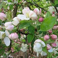 Malus'Evereste' 