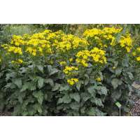 Silphium perfoliatum'Maya'