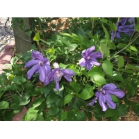 Clematis'Sizaja Ptitsa' 