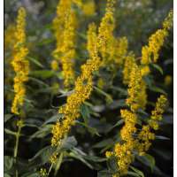 Solidago flexicaulis'Flexi Belle'