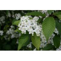 Sorbus alnifolia 