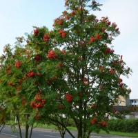 Sorbus aucuparia 