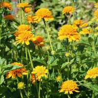 Heliopsis helianthoides'Scabra'