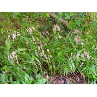 Chasmanthium latifolium