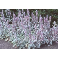 Stachys byzantina 