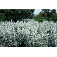 Stachys byzantina'Silver Carpet' 