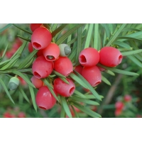 Taxus media'Hicksii' 