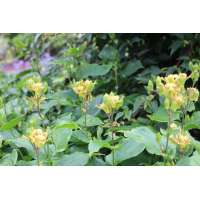 Tricyrtis latifolia