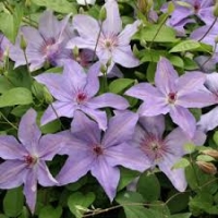 Clematis'Minister' 