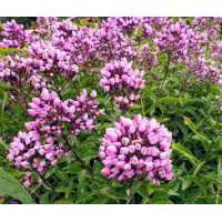 Phlox paniculata'Butonik'