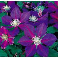 Clematis'The Vagabont' 