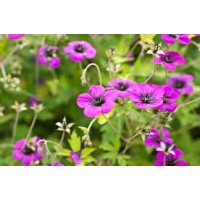 Geranium'Ann Folkard'