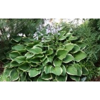 Hosta fortunei'Aureomarginata' 