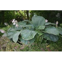 Hosta'Empress Wu' 