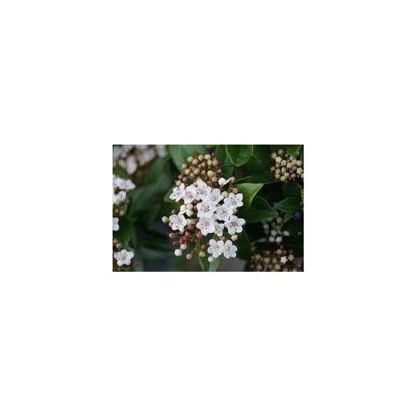 Viburnum tinus 