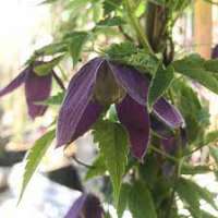 Clematis'Plum Beauty' 