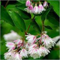 Deutzia scabra' Codsall Pink' 