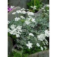 Achillea decolorans