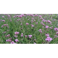 Verbena bonariensis'Lollypop'