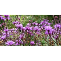 Vernonia crinita'Mammuth'