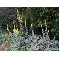 Verbascum bombyciferum