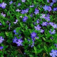 Vinca minor