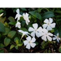 Vinca major'Alba'